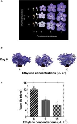 Ethylene Induces a Rapid Degradation of Petal Anthocyanins in Cut Vanda ‘Sansai Blue’ Orchid Flowers